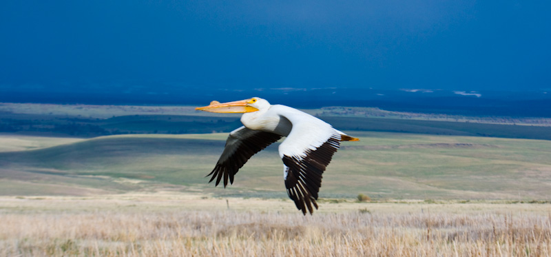 American White Pelican In Flight